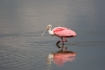 Ajaia-ajaja;One;Roseate-Spoonbill;Spoonbill;avifauna;bird;birds;color-image;colo